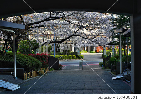 街の歩道に咲く桜の花のある風景 街の歩道に咲く桜の花のある風景 137436501
