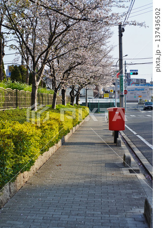 街の歩道に咲く桜の花のある風景 街の歩道に咲く桜の花のある風景 137436502