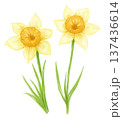 水彩手描きの水仙の花のイラスト 137436614