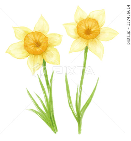 水彩手描きの水仙の花のイラスト 水彩手描きの水仙の花のイラスト 137436614