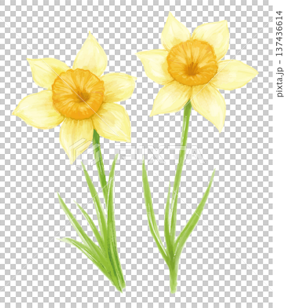 水彩手描きの水仙の花のイラスト 水彩手描きの水仙の花のイラスト 137436614