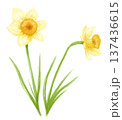 水彩手描きの向きの違う水仙の花2輪のイラスト 137436615