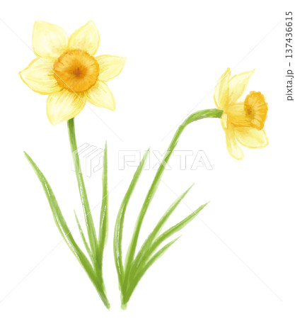 水彩手描きの向きの違う水仙の花2輪のイラスト 137436615