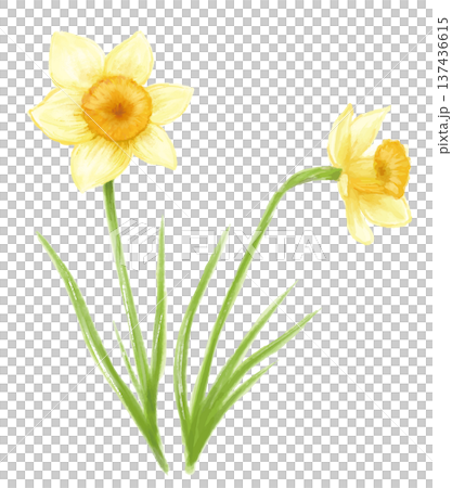 水彩手描きの向きの違う水仙の花2輪のイラスト 137436615