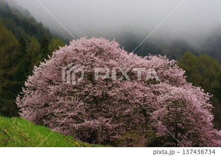 春の長野県北信州（高山村や白馬村）では、遅い春がやっと来たようで、桜や梅が一緒に咲きます。 137436734