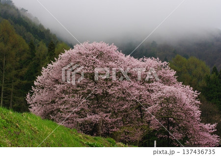 春の長野県北信州（高山村や白馬村）では、遅い春がやっと来たようで、桜や梅が一緒に咲きます。 137436735