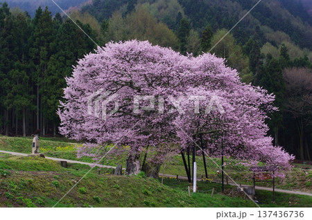 春の長野県北信州（高山村や白馬村）では、遅い春がやっと来たようで、桜や梅が一緒に咲きます。 137436736