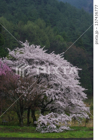 春の長野県北信州(高山村や白馬村)では、遅い春がやっと来たようで、桜や梅が一緒に咲きます。 春の長野県北信州(高山村や白馬村)では、遅い春がやっと来たようで、桜や梅が一緒に咲きます。 137436777