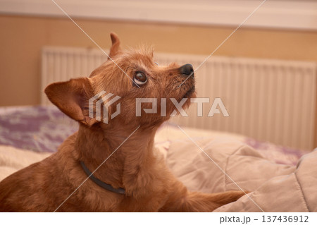A small, brown-furred dog gazes intently while resting on a cozy bed at home. A small, brown-furred dog gazes intently while resting on a cozy bed at home. 137436912