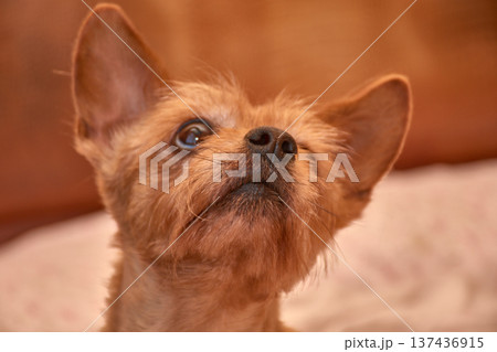 A small, brown-furred dog gazes intently while resting on a cozy bed at home. 137436915