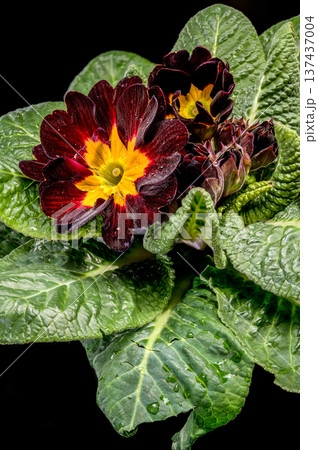 Dark Burgundy Primrose Flower with Yellow Center Center 137437004