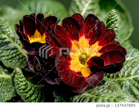 Macro of Dark Burgundy Primrose Flower with Vibrant Yellow Center 137437005