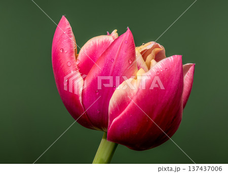 Vibrant Magenta Tulip Flower Bloom With Dew On Green Background 137437006