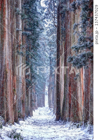 雪降る戸隠神社奥社参道 雪降る戸隠神社奥社参道 137437029