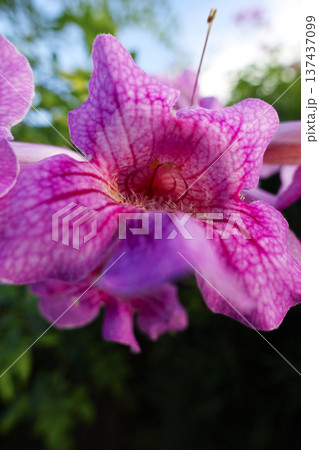 11月に咲くピンクノウゼンカズラの桃色の花 11月に咲くピンクノウゼンカズラの桃色の花 137437099