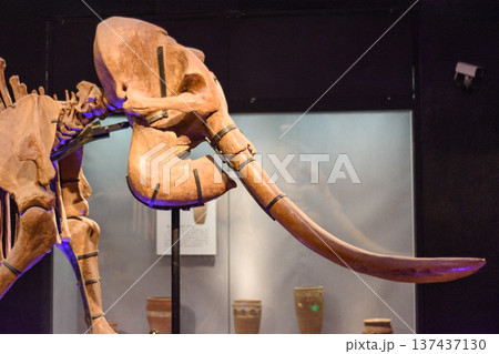 Skeleton of an elephant exhibited in Luoyang Museum in Henan province, China 137437130