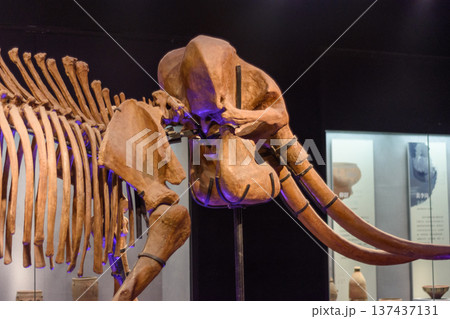 Skeleton of an elephant exhibited in Luoyang Museum in Henan province, China Skeleton of an elephant exhibited in Luoyang Museum in Henan province, China 137437131