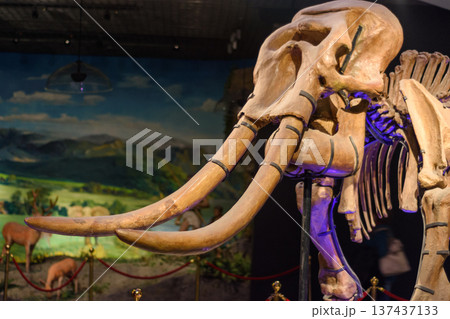 Skeleton of an elephant exhibited in Luoyang Museum in Henan province, China 137437133