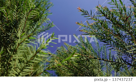 Melaleuca bracteata macro leaves small world	 137437237