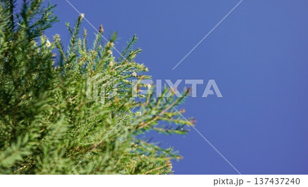 Melaleuca bracteata macro leaves small world	 137437240