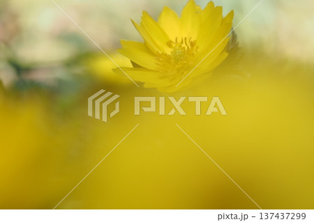 福寿草の黄色い花と前ボケ 福寿草の黄色い花と前ボケ 137437299