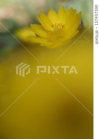 幸福をよぶ福寿草の花 137437300