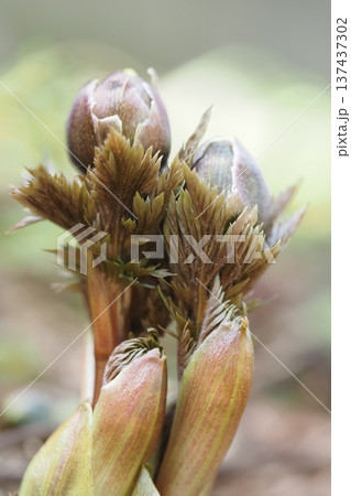 福寿草のつぼみ 137437302