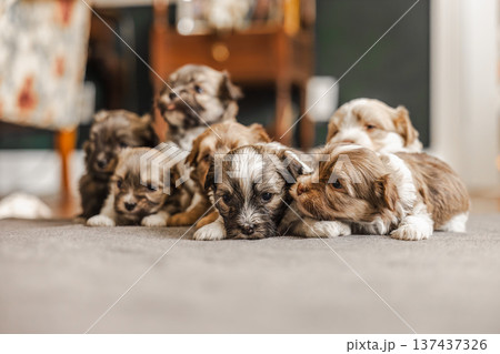 Havanese puppies resting together on carpet in cozy living room 137437326