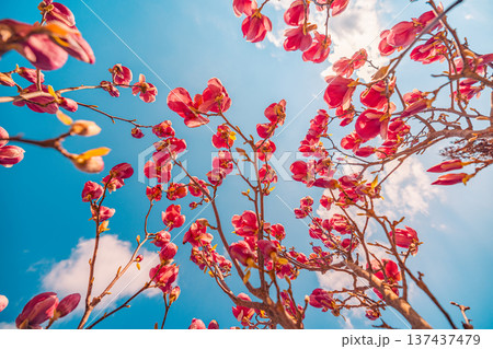 Springtime magnolia closeup nature with pink blossoms full bloom against bright clear blue sky sunny garden background floral beauty 137437479