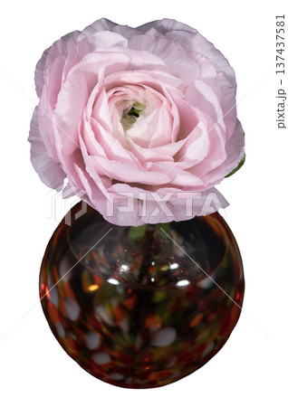 暖色の一輪挿しに挿した薄桃色のラナンキュラスの切り抜き 137437581