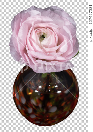 暖色の一輪挿しに挿した薄桃色のラナンキュラスの切り抜き 137437581