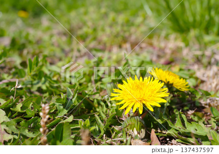 春の野原に咲くタンポポの花（左余白） 137437597