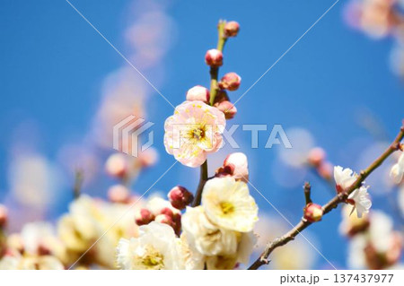 白梅と青空 白梅と青空 137437977