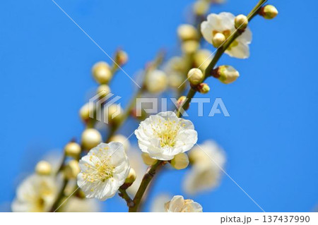白梅と青空 白梅と青空 137437990