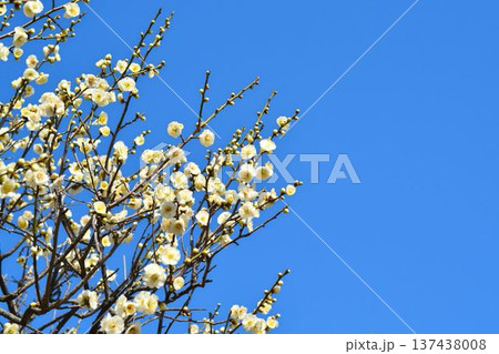 白梅と青空 137438008