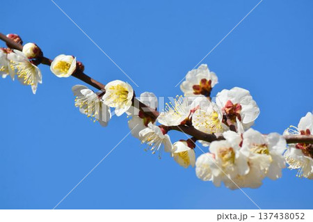 白梅と青空 白梅と青空 137438052