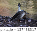 オナガガモのカップル 137438317