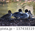 岸辺に立つオナガガモ 137438319