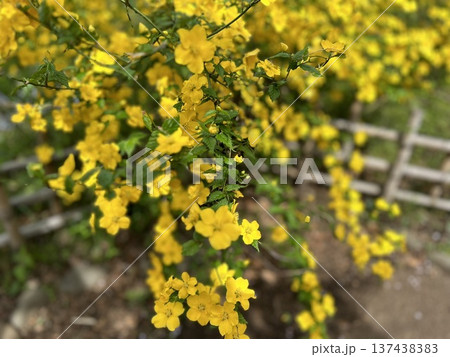 春の庭園を彩る鮮やかなヤマブキの花・竹垣と黄金色の美しい風景 137438383