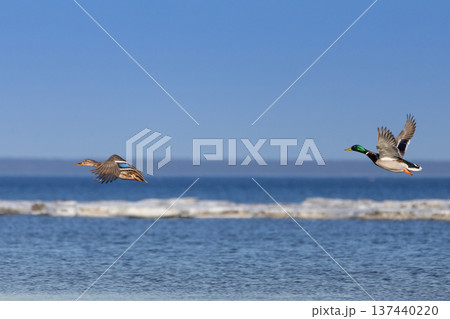 two ducks flying over water two ducks flying over water 137440220