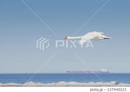 Single white swan bird in fly. Single white swan bird in fly. 137440221