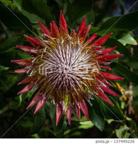 Protea cynaroides the king protea or giant protea. 137440226