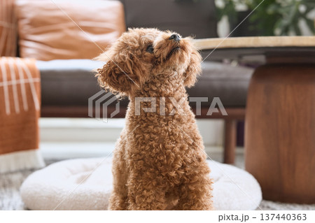犬が見上げる 室内のペットライフ 犬が見上げる 室内のペットライフ 137440363