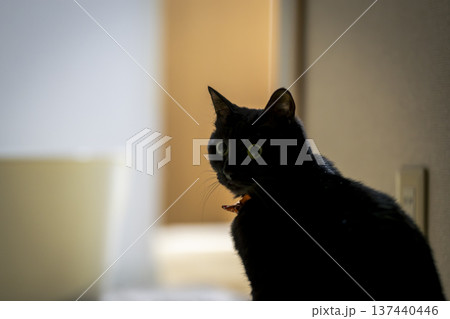 黒猫 黒猫 137440446