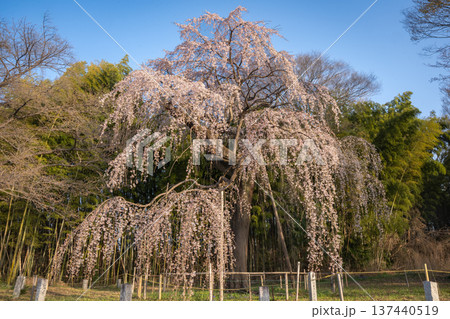 埼玉県桶川市 普門寺のしだれ桜（樹齢約190年） 137440519