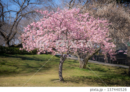 春に咲く河津桜(埼玉県幸手市 権現堂) 春に咲く河津桜(埼玉県幸手市 権現堂) 137440526