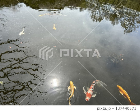 日本庭園の池を泳ぐ色鮮やかな錦鯉・水面に映る新緑と太陽の光が美しい風景 日本庭園の池を泳ぐ色鮮やかな錦鯉・水面に映る新緑と太陽の光が美しい風景 137440573