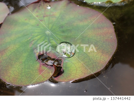 ハスの葉と水滴 ハスの葉と水滴 137441442