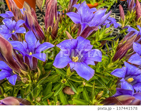 色鮮やかな竜胆(リンドウ)の花 色鮮やかな竜胆(リンドウ)の花 137441578