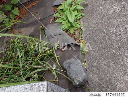 自切して再生途中のニホントカゲ 137441595